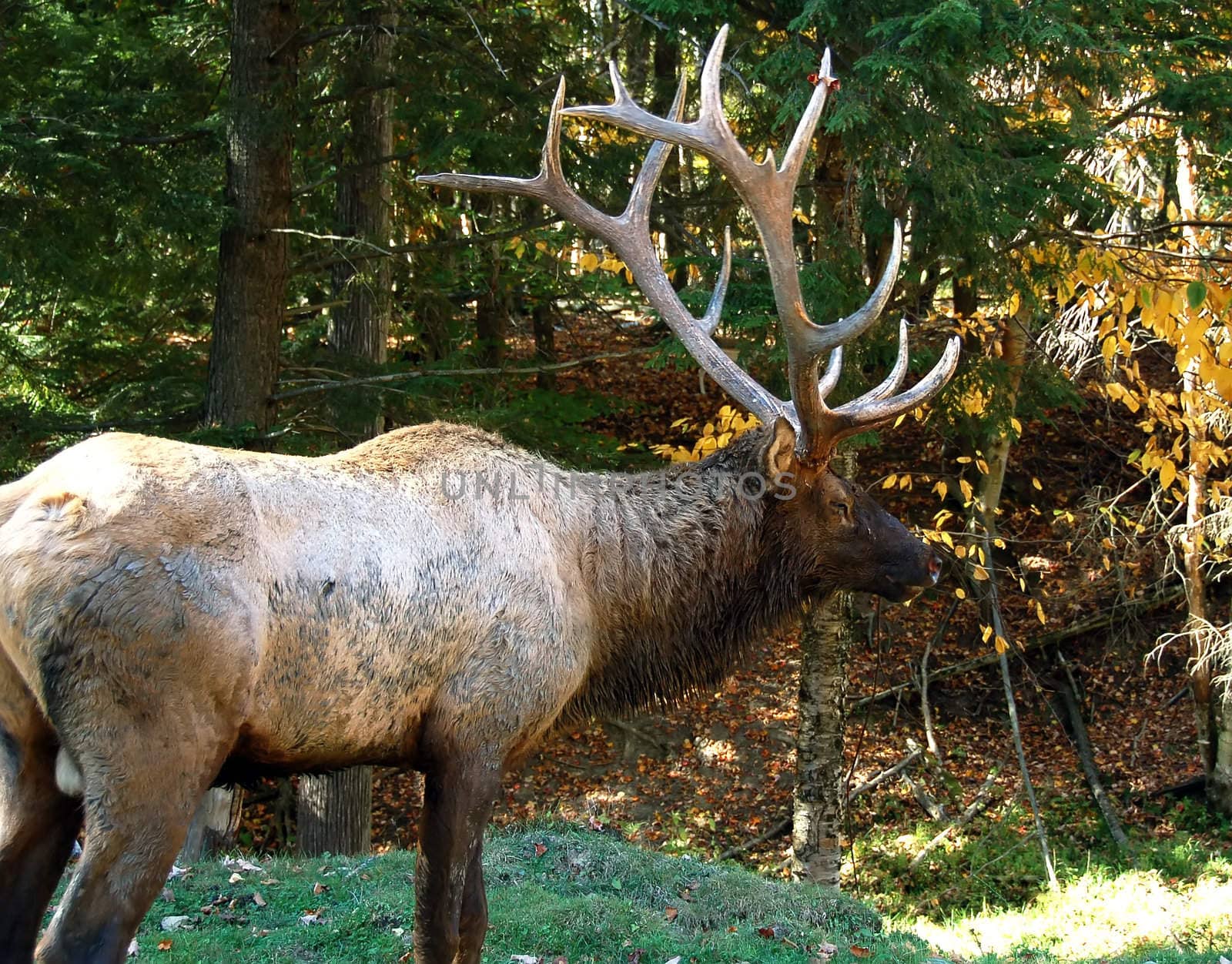 A big elk (Cervus canadensis) walking in a colorful autumn's forest