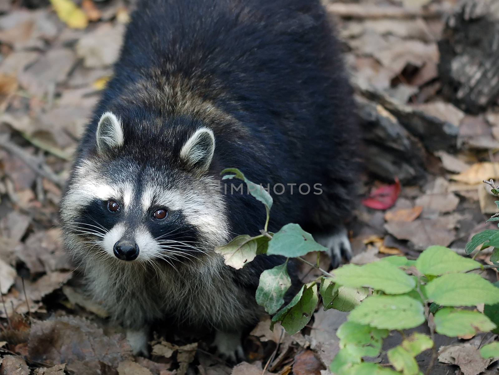 Portrait of a Raccoon (Procyon lotor), looking up