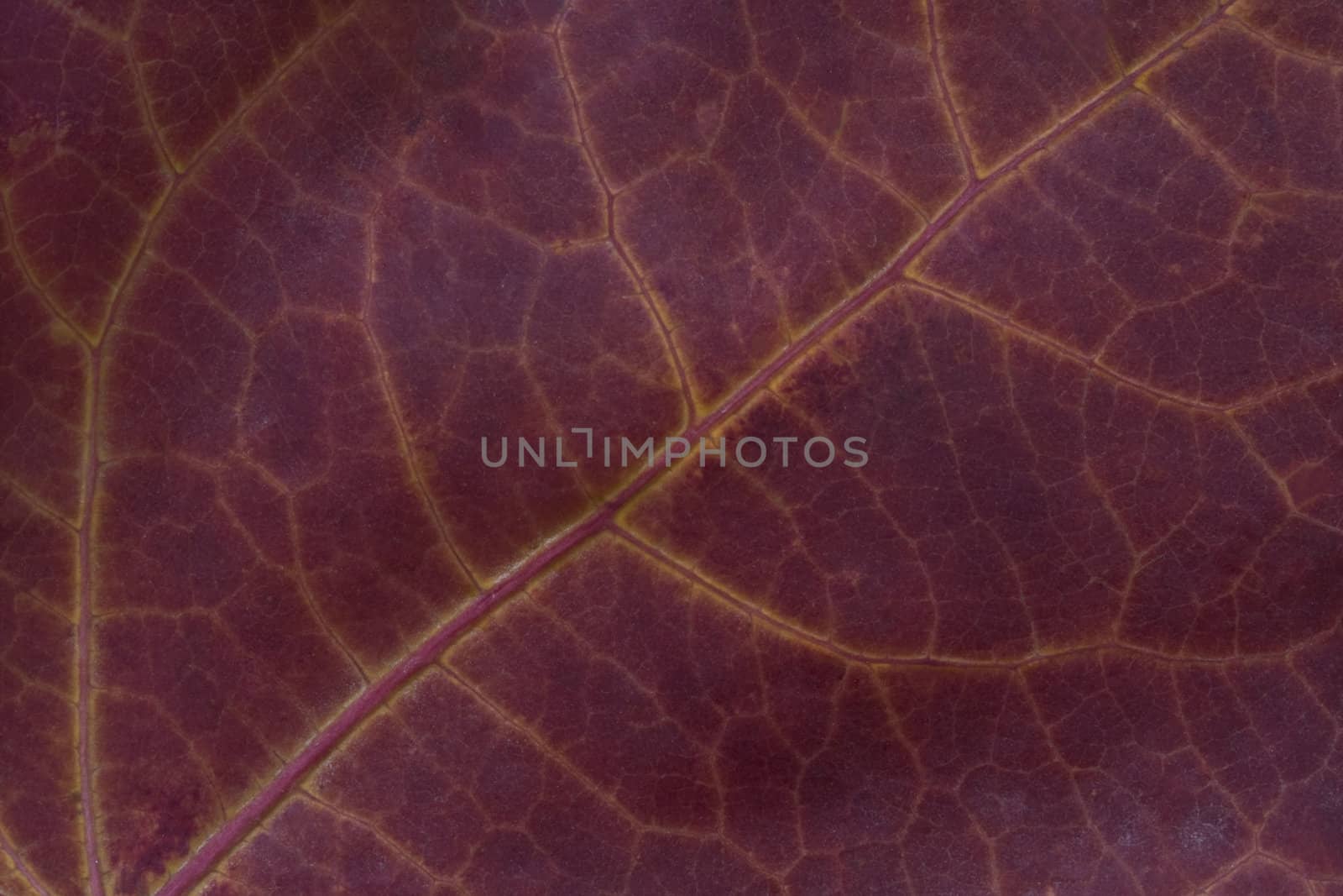 Interesting close-up of a purple leaf