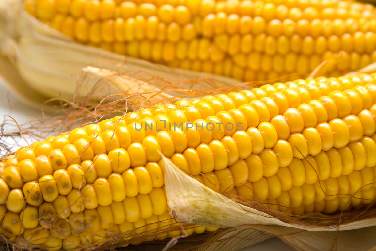 Freshly harvested corn, close up. Shallow DOF, macro, background