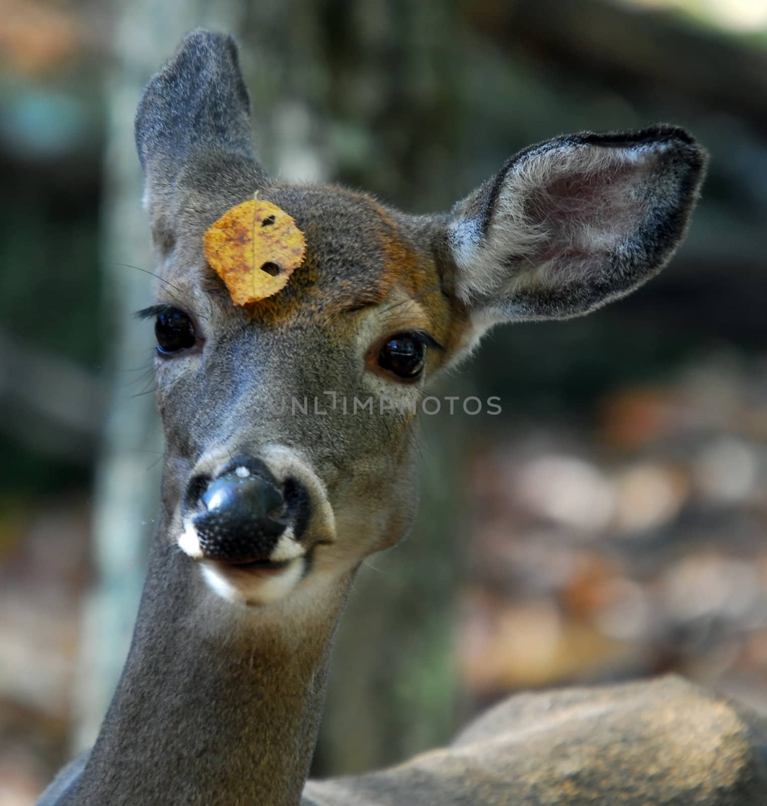 Picture of a White-tailed deer (Odocoileus virginianus) also known as a Virginia Deer