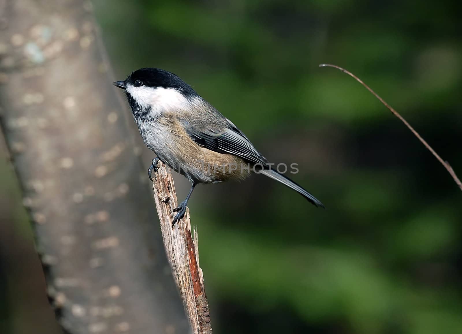 Picture of a Black-capped Chickadee (Poecile atricapillus) on a branch