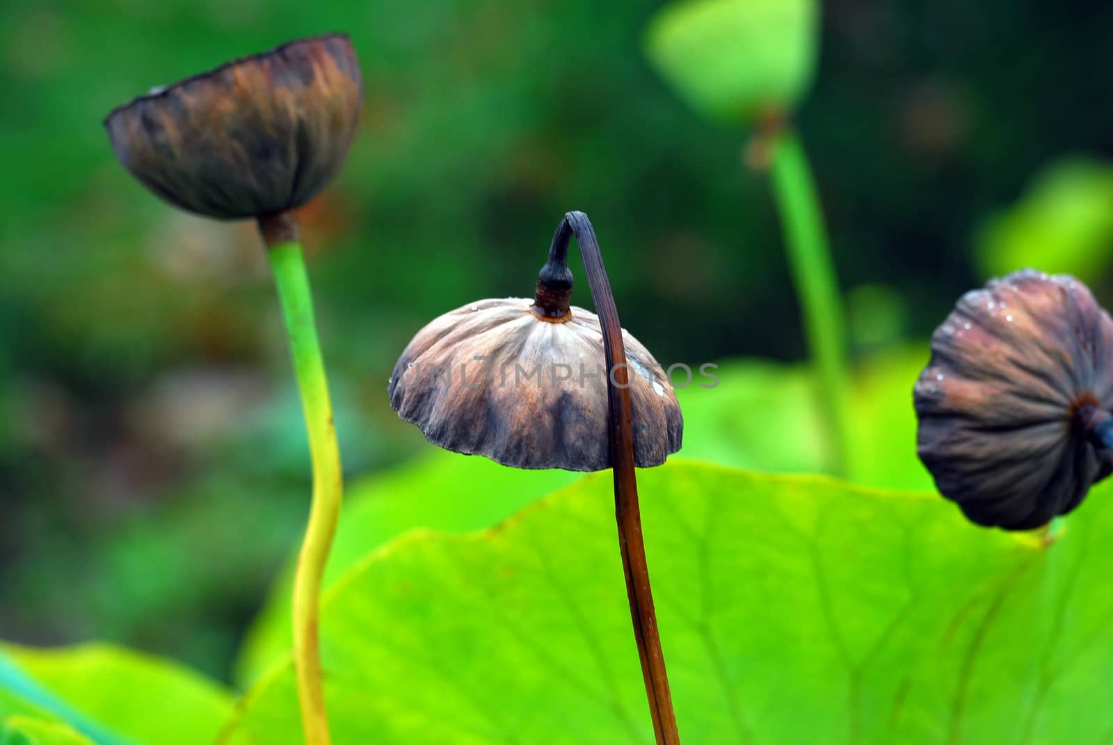 Picture of some plants in a Japanese Garden