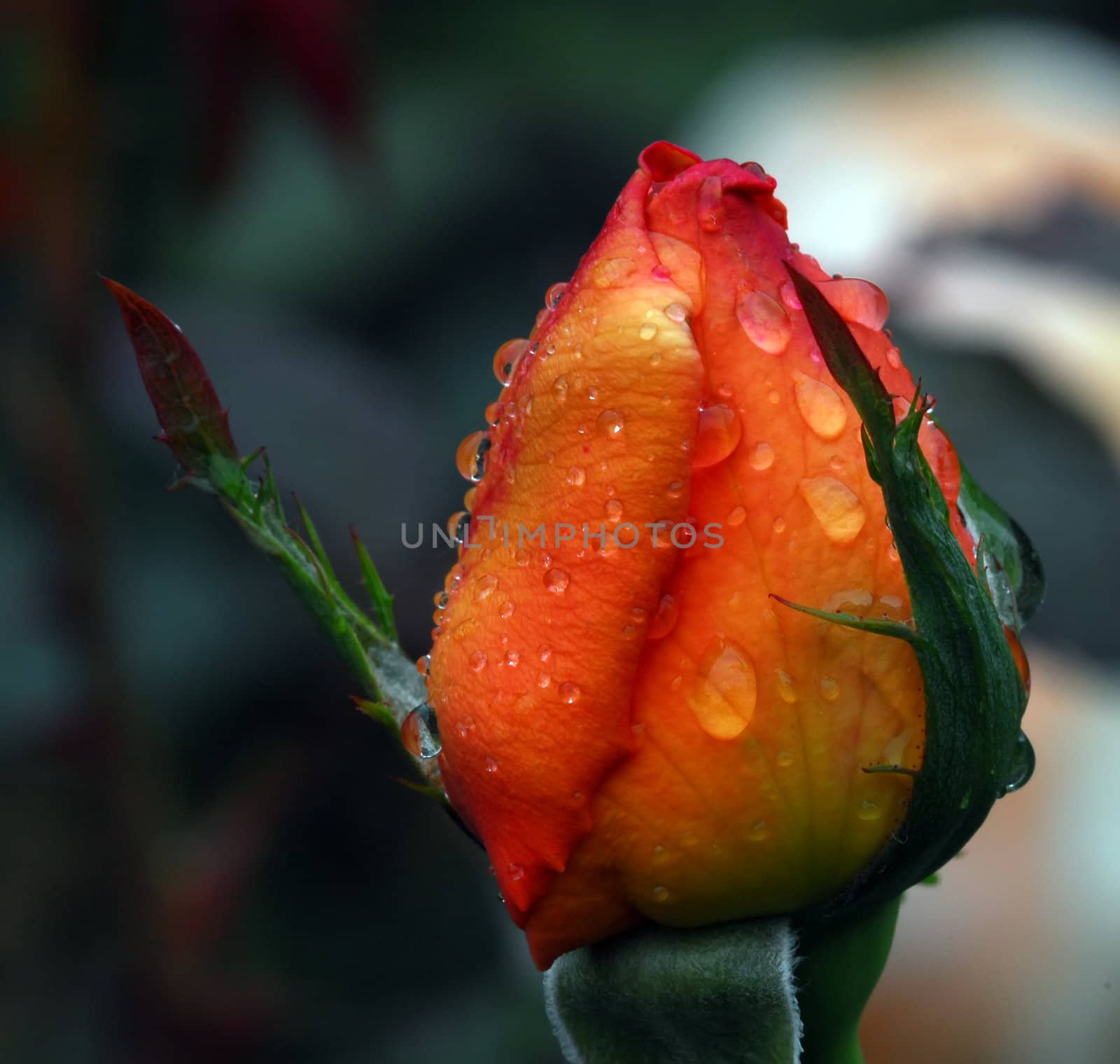 Close-up picture of an orange rose's bud covered with water droplets