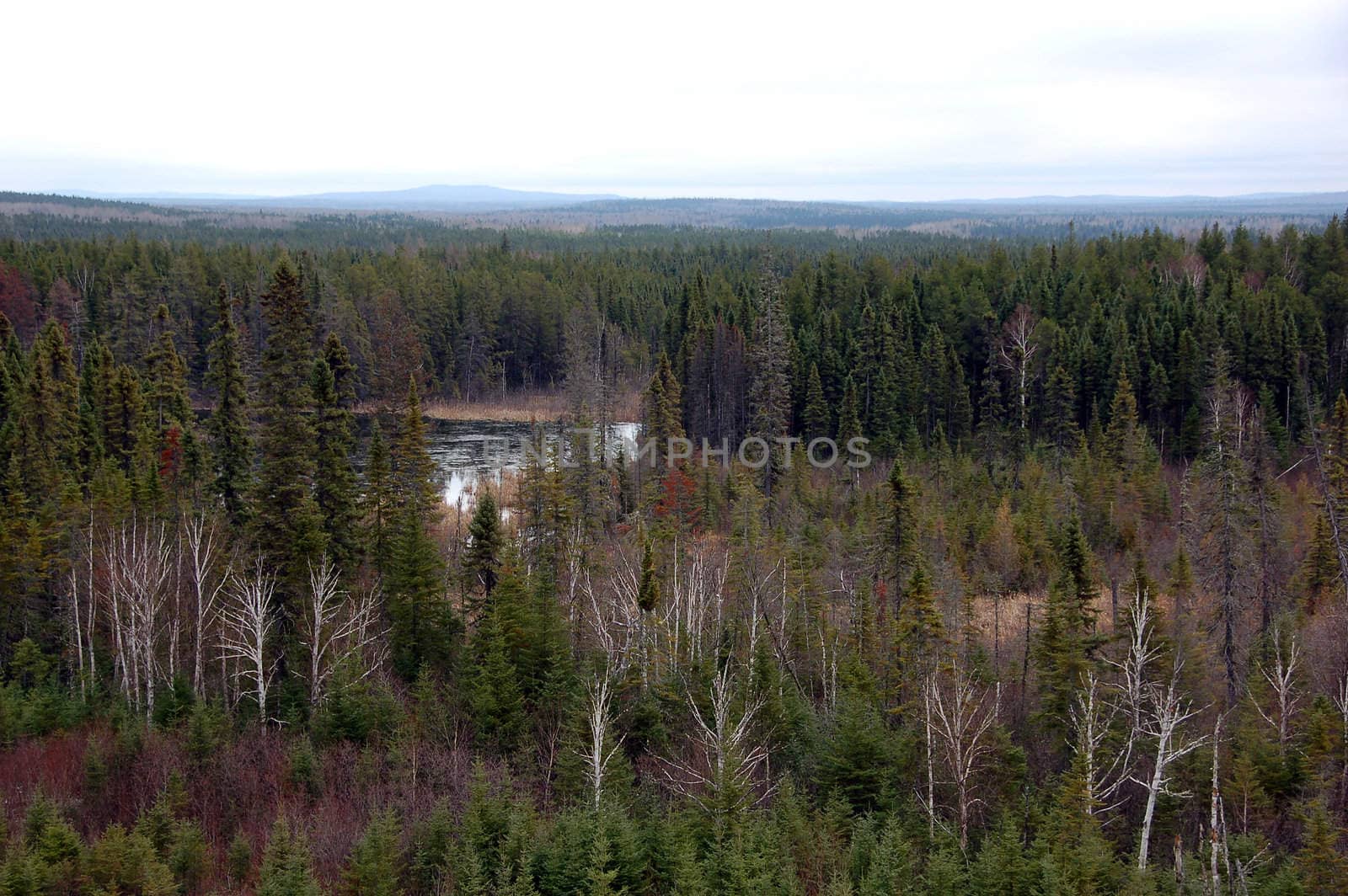 Picture of a Northern Forest at the limit of the Taiga