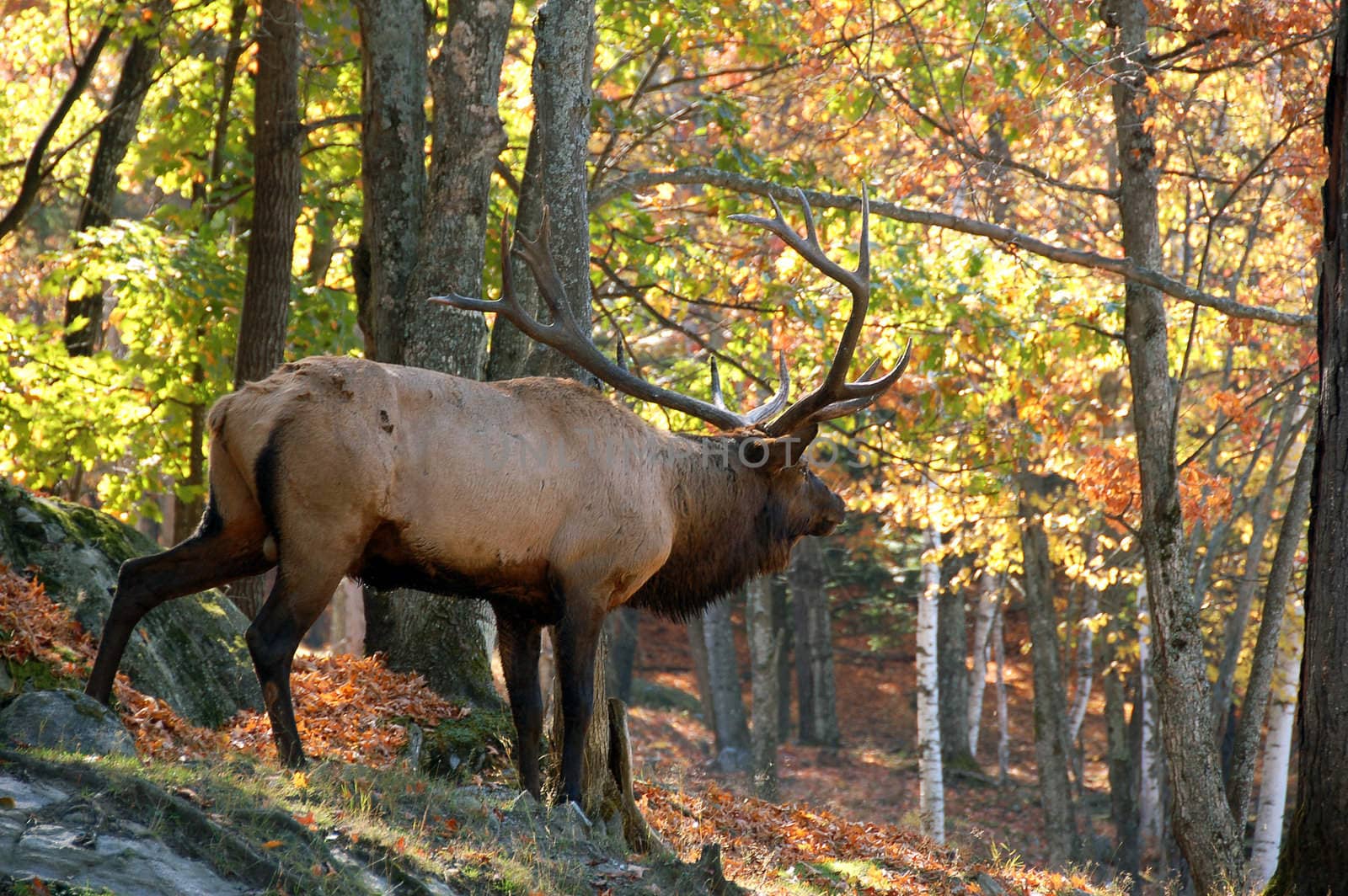 A big elk (Cervus canadensis) walking in a colorful autumn's forest