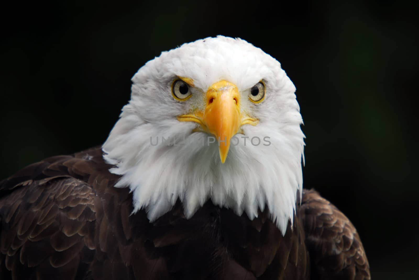 Portrait of an American Bald Eagle (Haliaeetus leucocephalus)