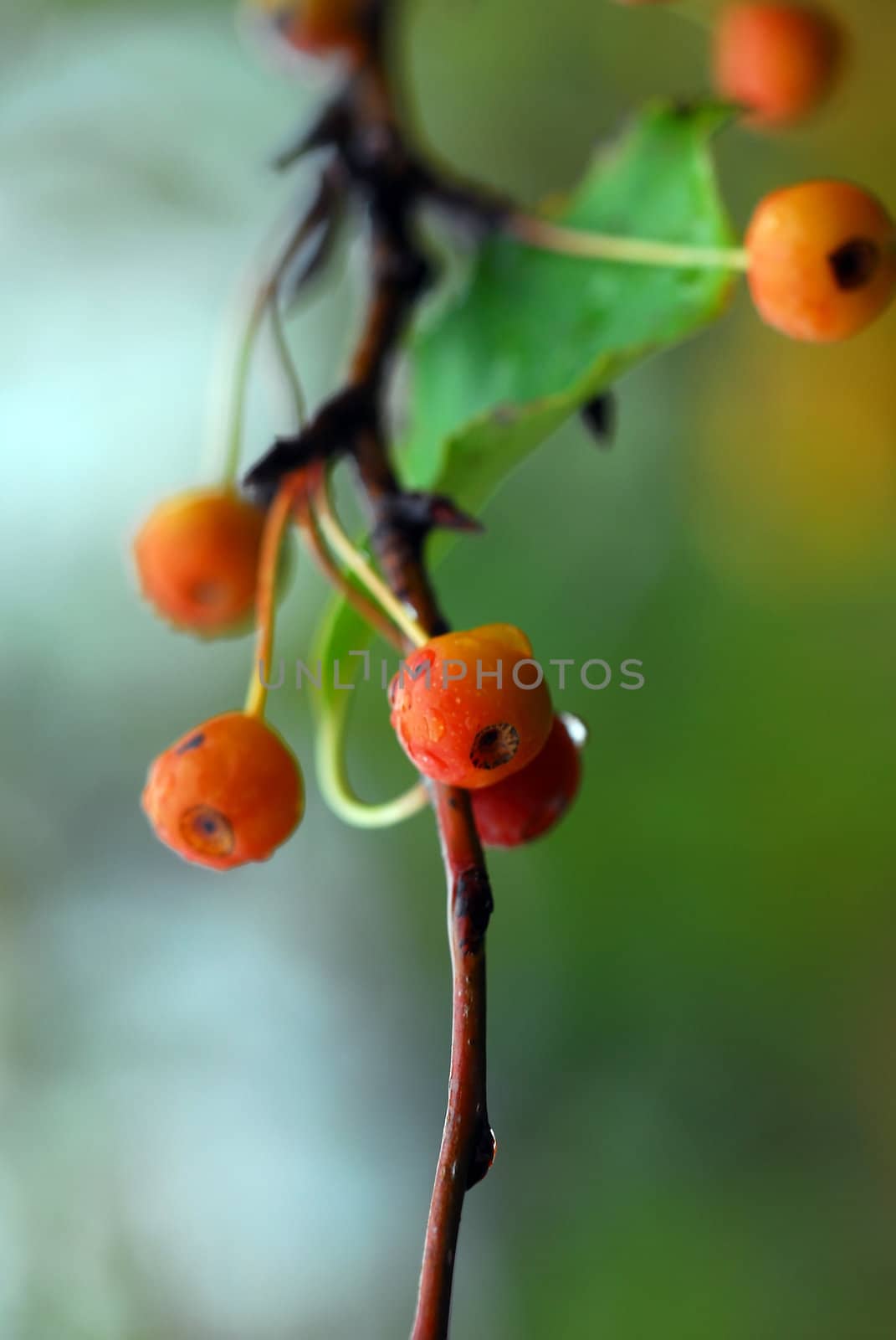 A close-up picture of some small orange berries under the rain