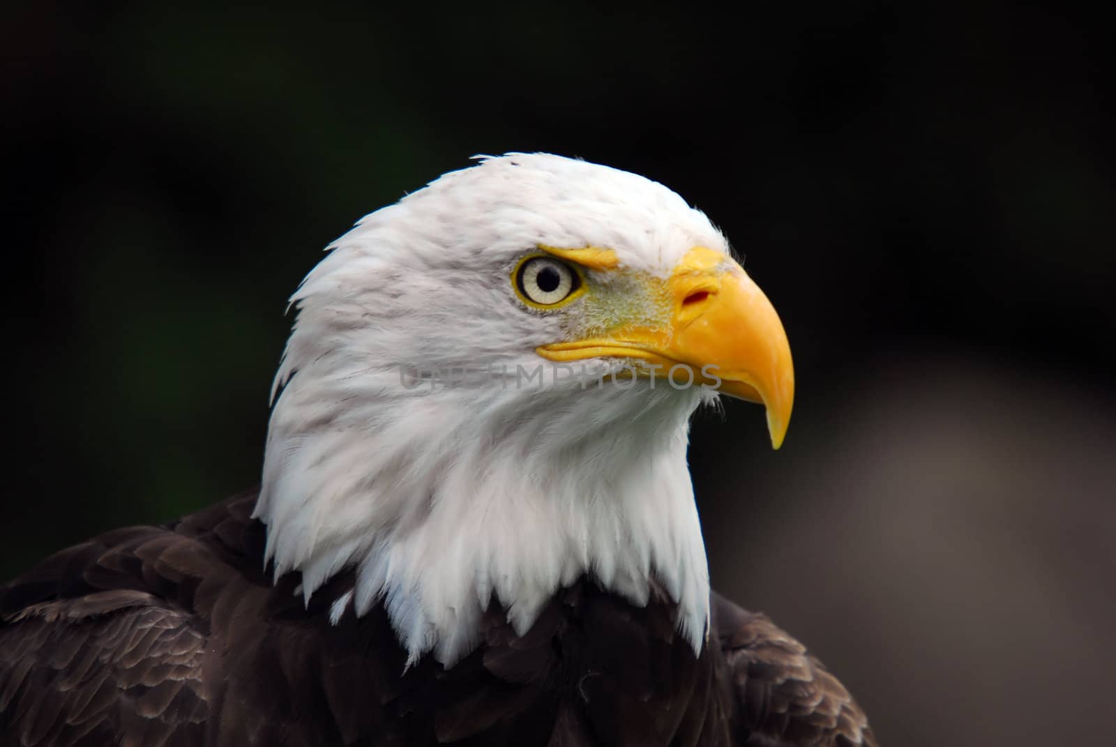 Portrait of an American Bald Eagle (Haliaeetus leucocephalus)