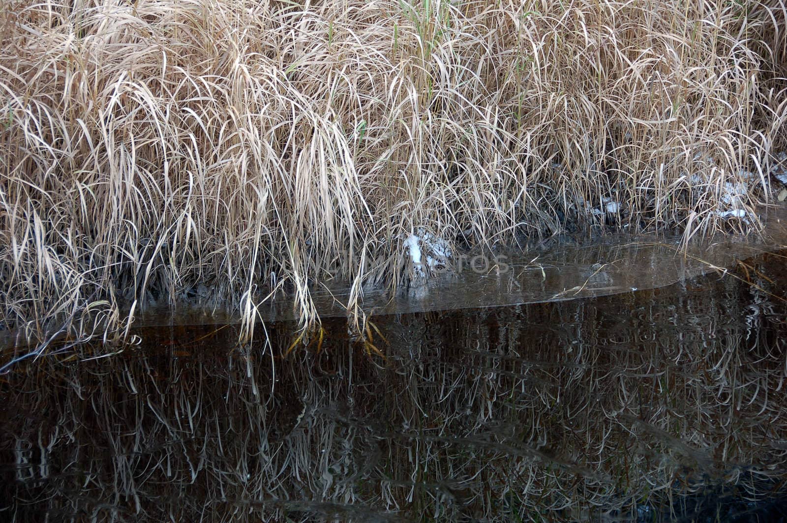 Picture of some dried grass reflecting in a semi-frozen pond