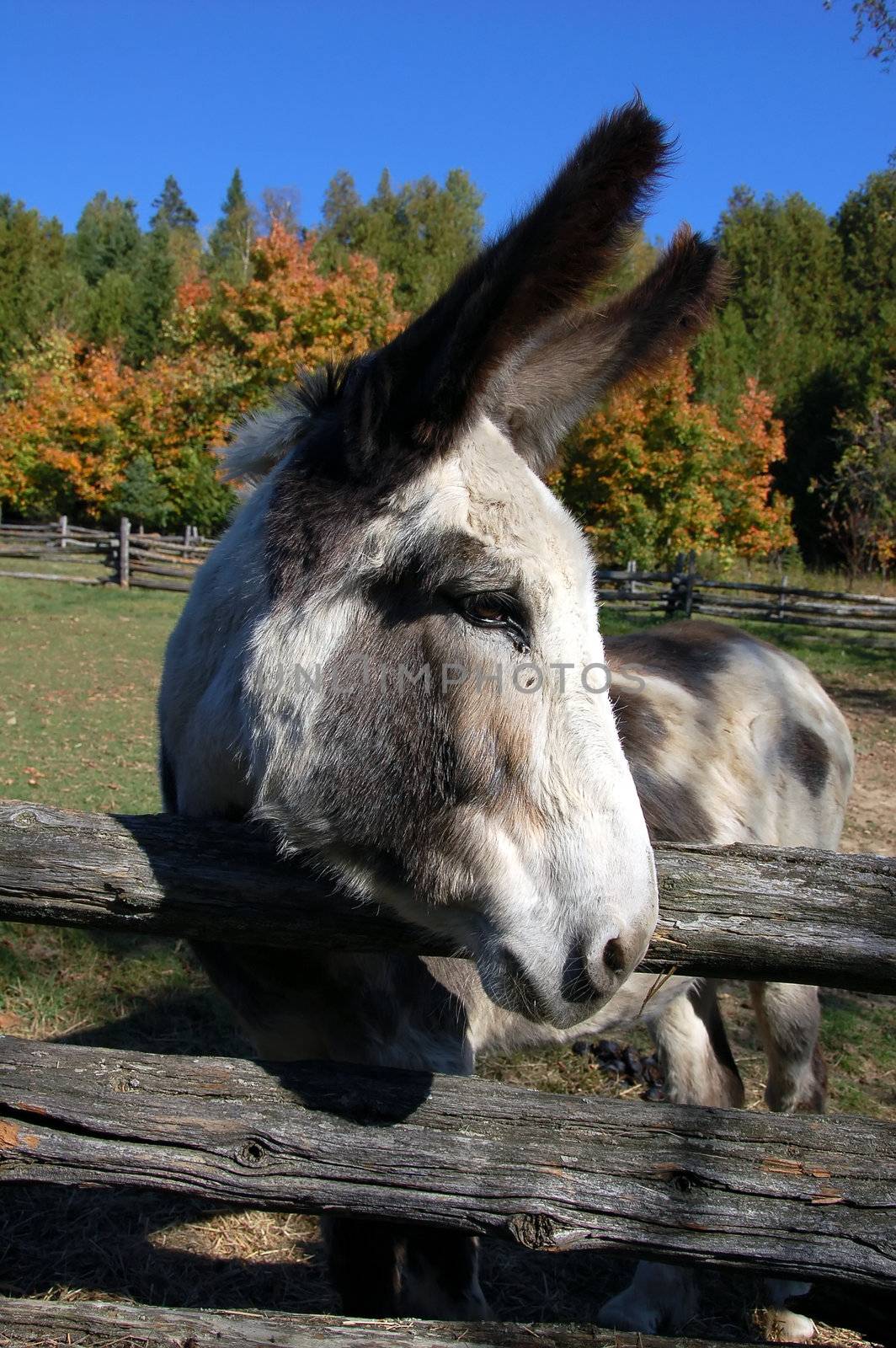 Close-up picture of a donkey with a fall background