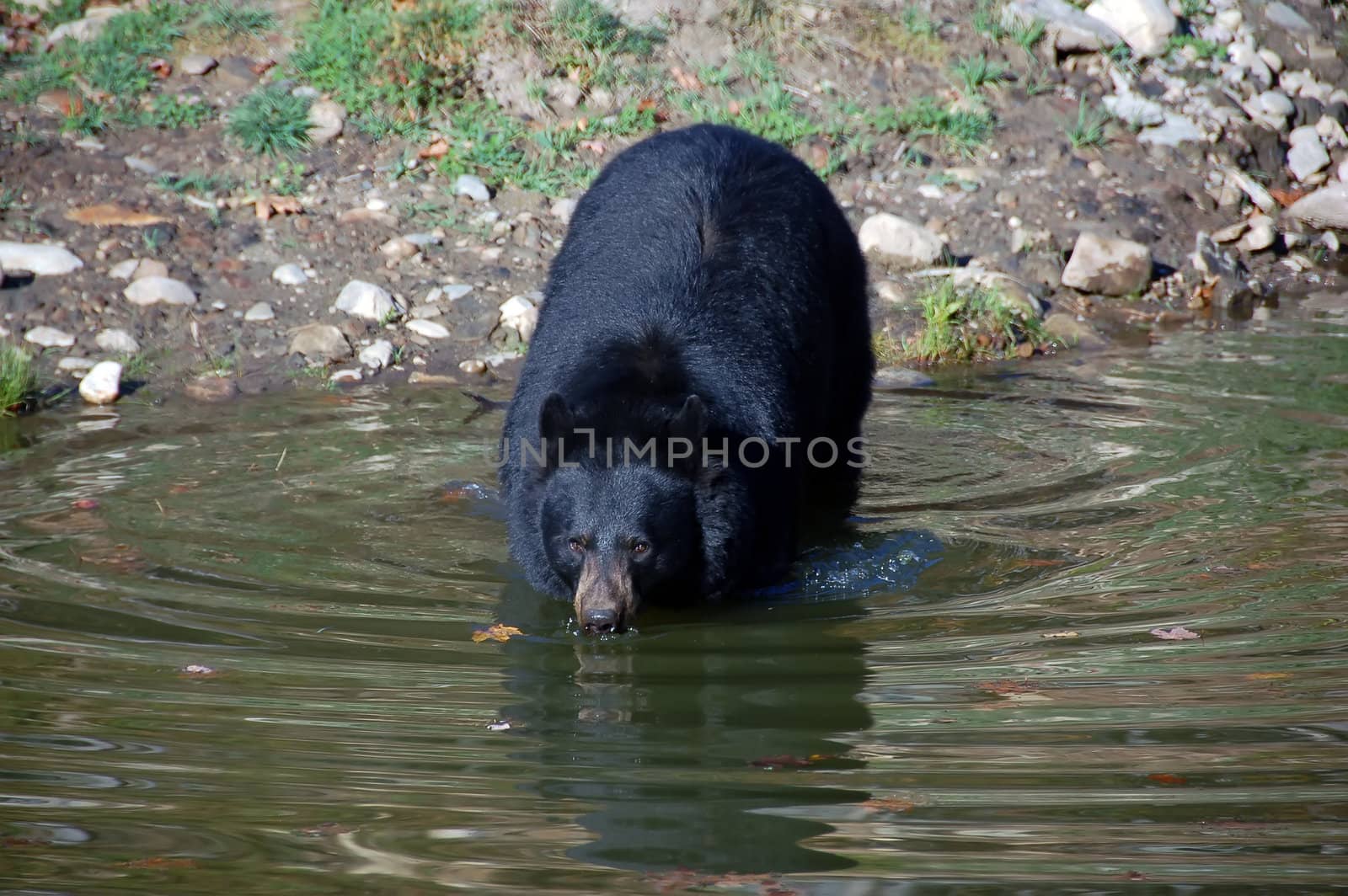 A picture of a beautiful American black bear in a small lake
