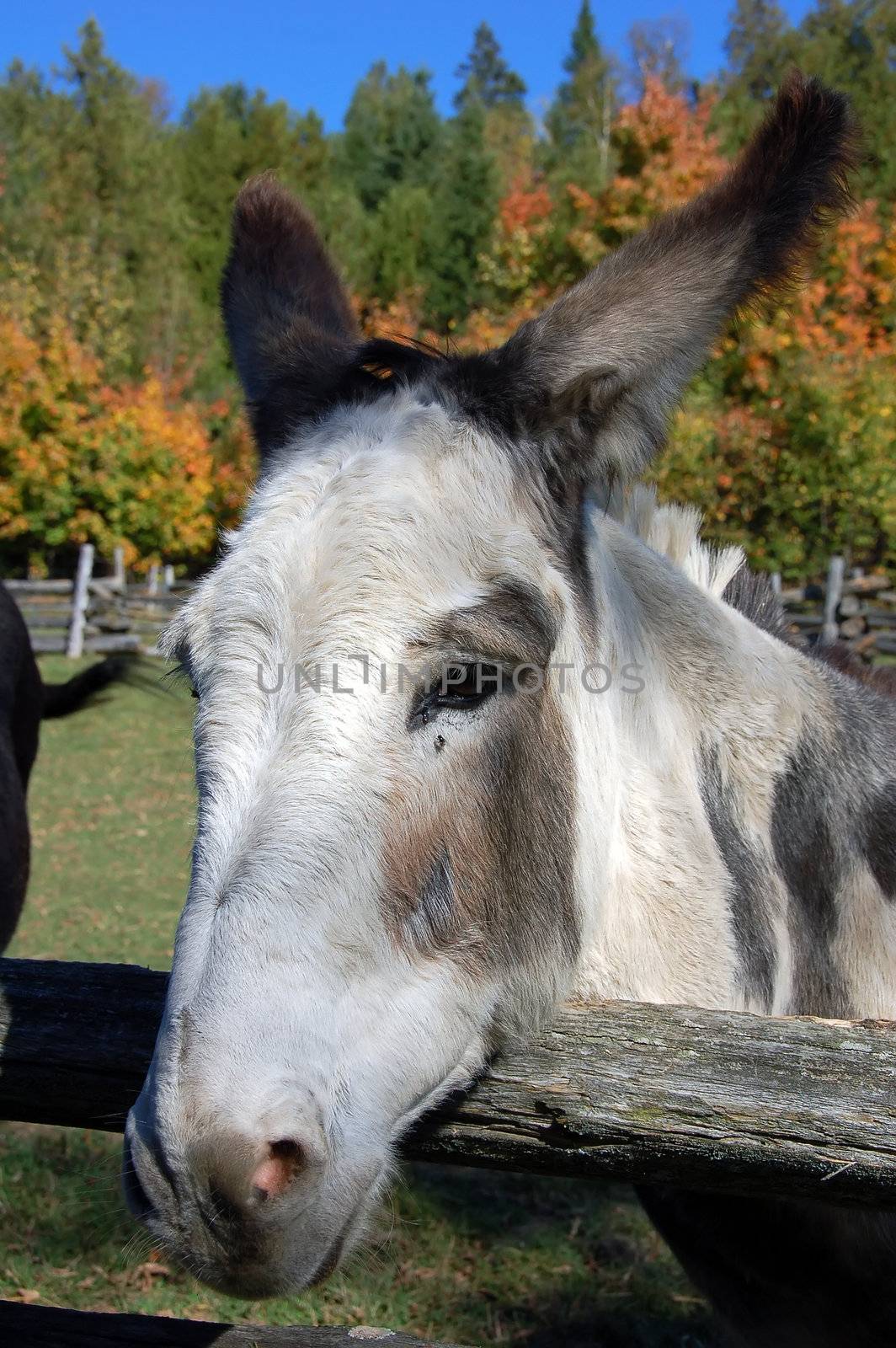 Close-up picture of a donkey with a fall background