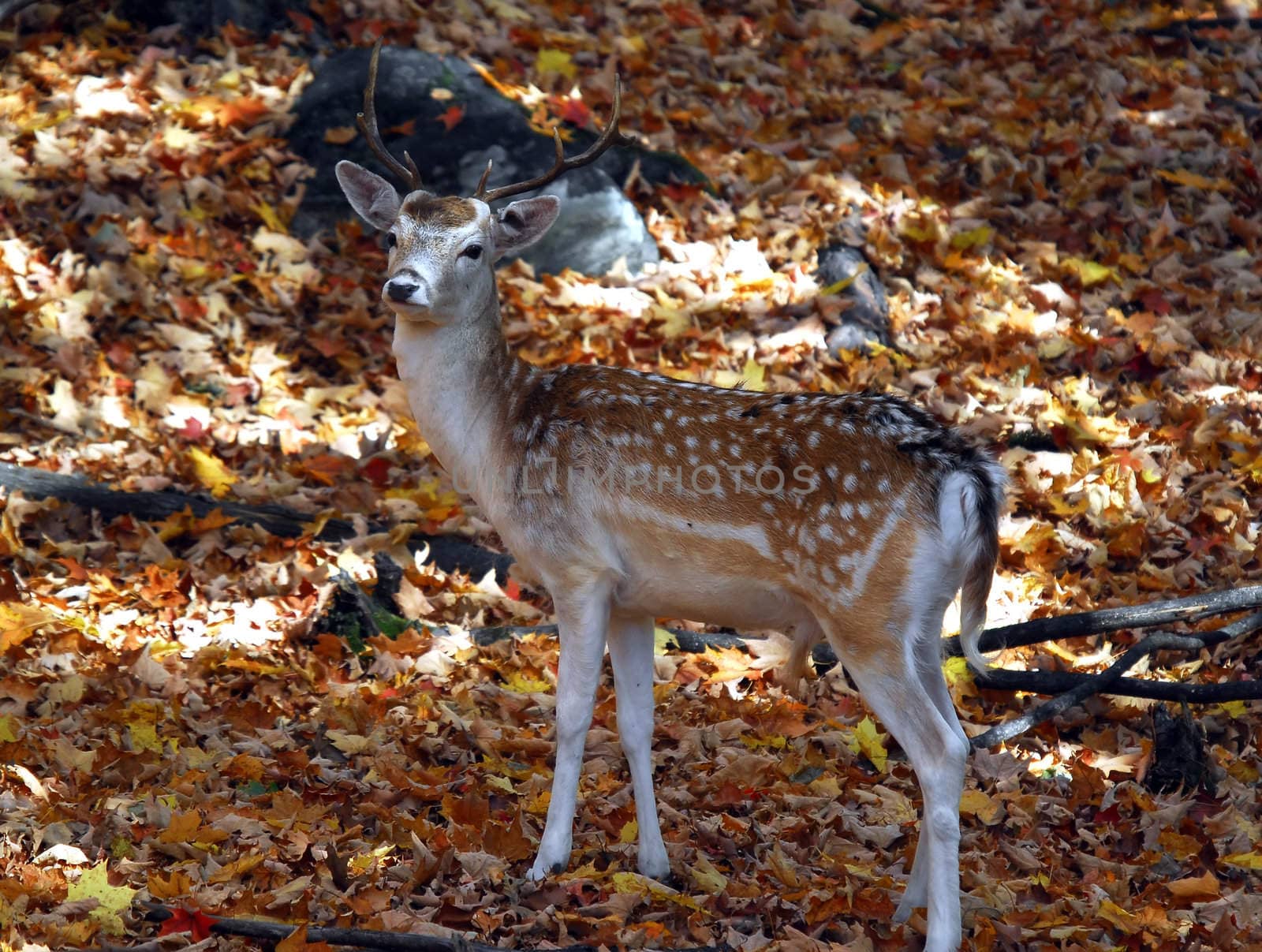 Picture of a beautiful Fallow Deer (Dama dama) in a colorful forest