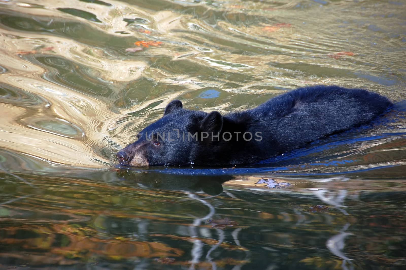 A picture of a beautiful American black bear in a small lake