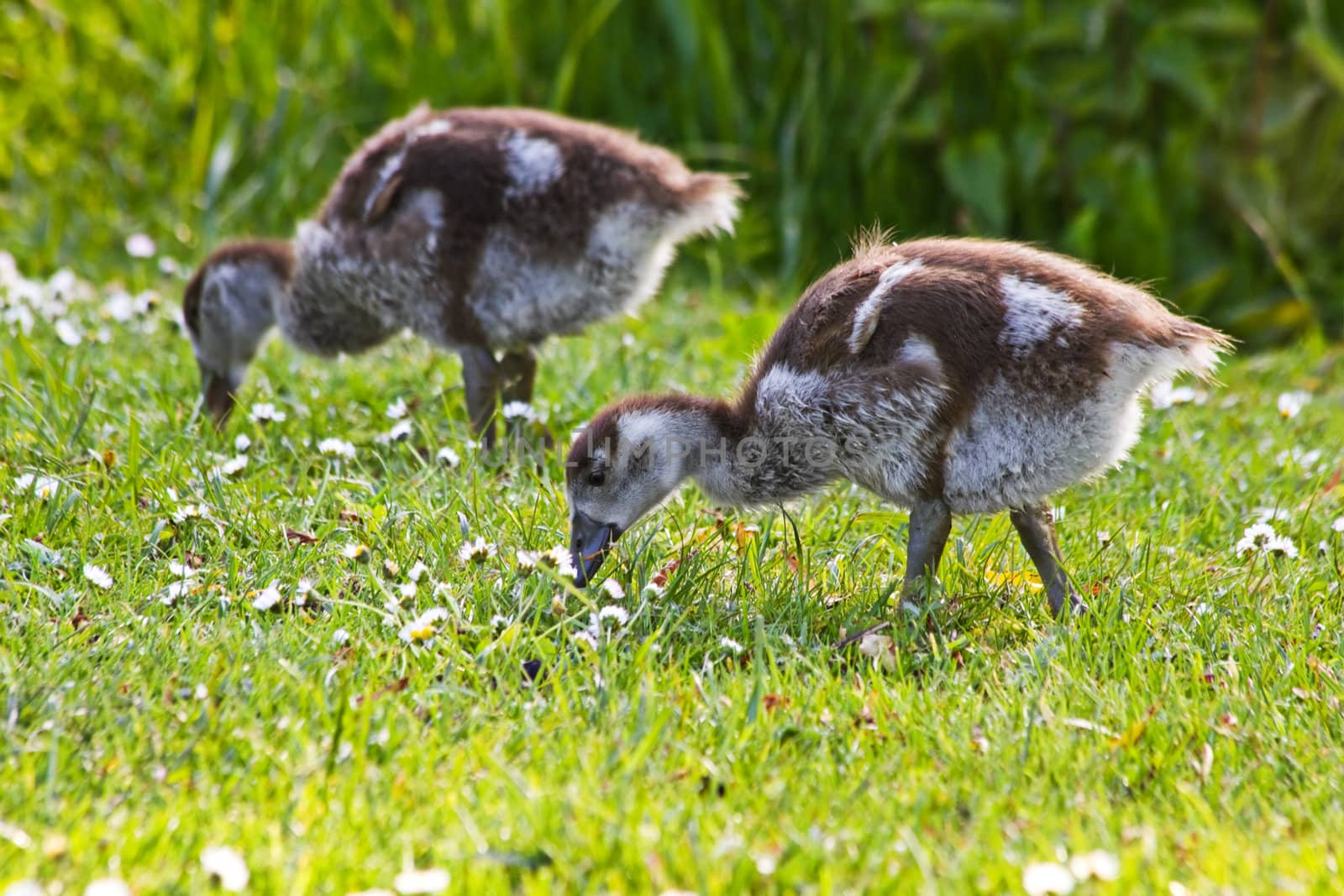 Egyptian goose goslings grazing in evening sunshine in spring