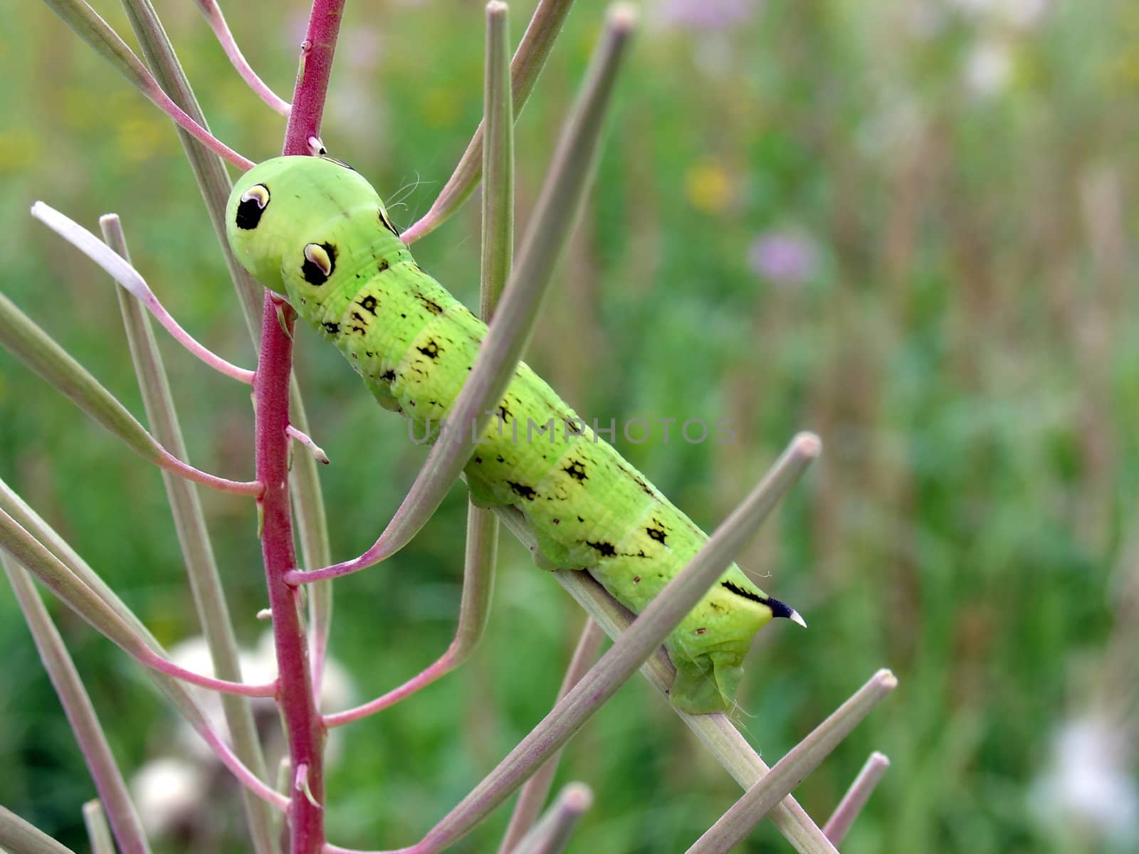 Unusual green caterpillar on the red plant