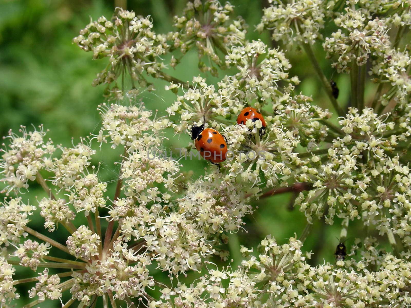 Two red butterflies sit on the white flowers