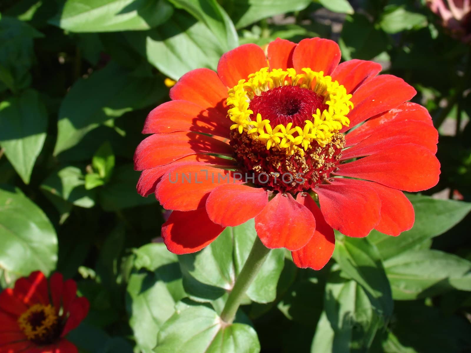 Unusual red flower with yellow round center