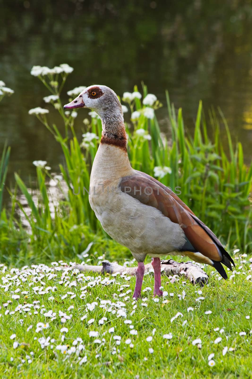 Egyptian goose standing near pond with flowers in spring - vertical image