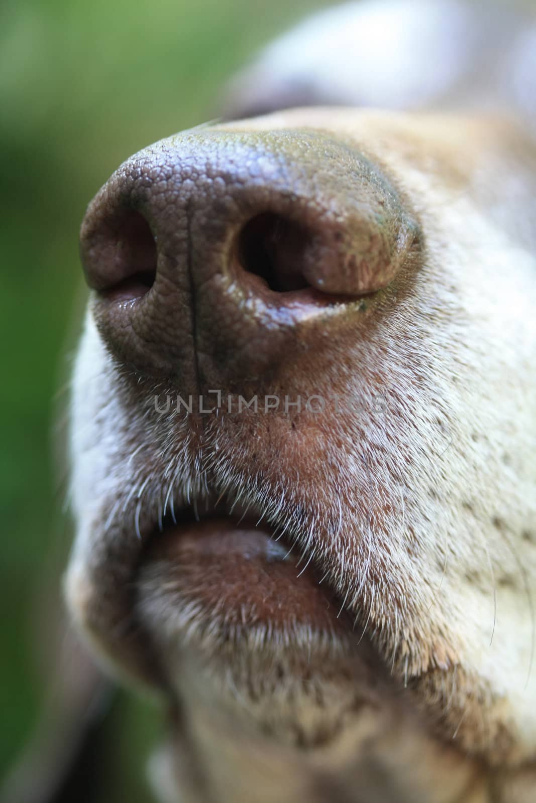 the nose of a senior german shorthaired pointer in extreme close up