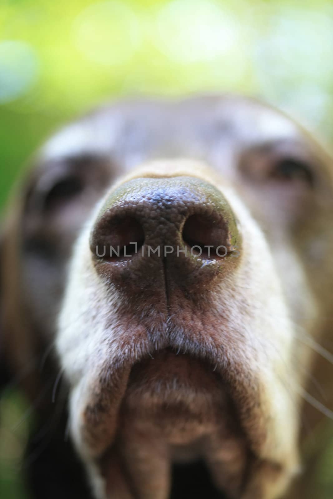 the nose of a senior german shorthaired pointer in extreme close up