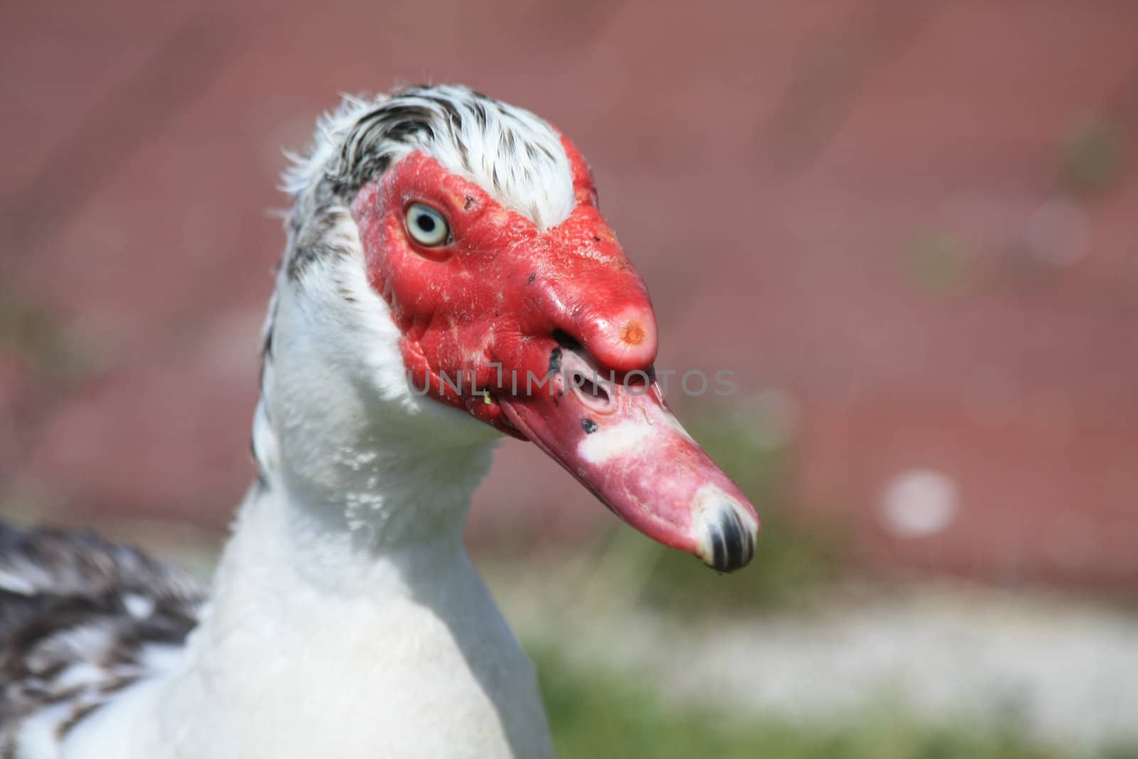 a Muscovy duck face in close up