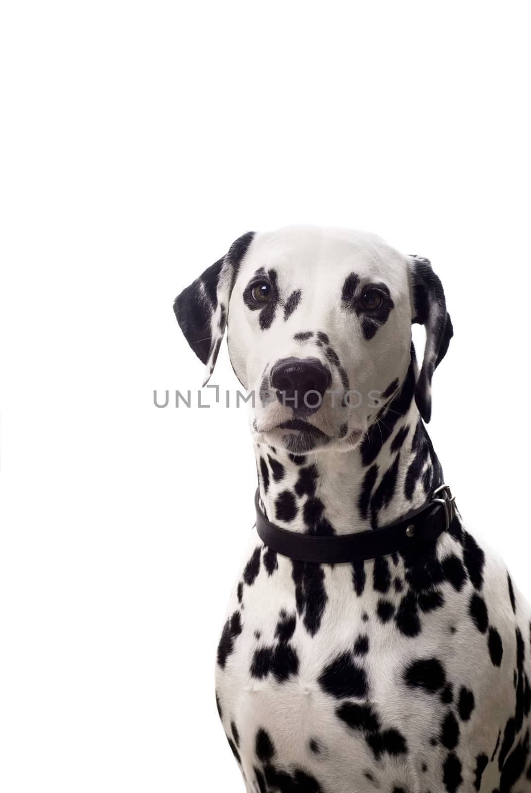 Dalmatian dog isolated on white with copyspace.