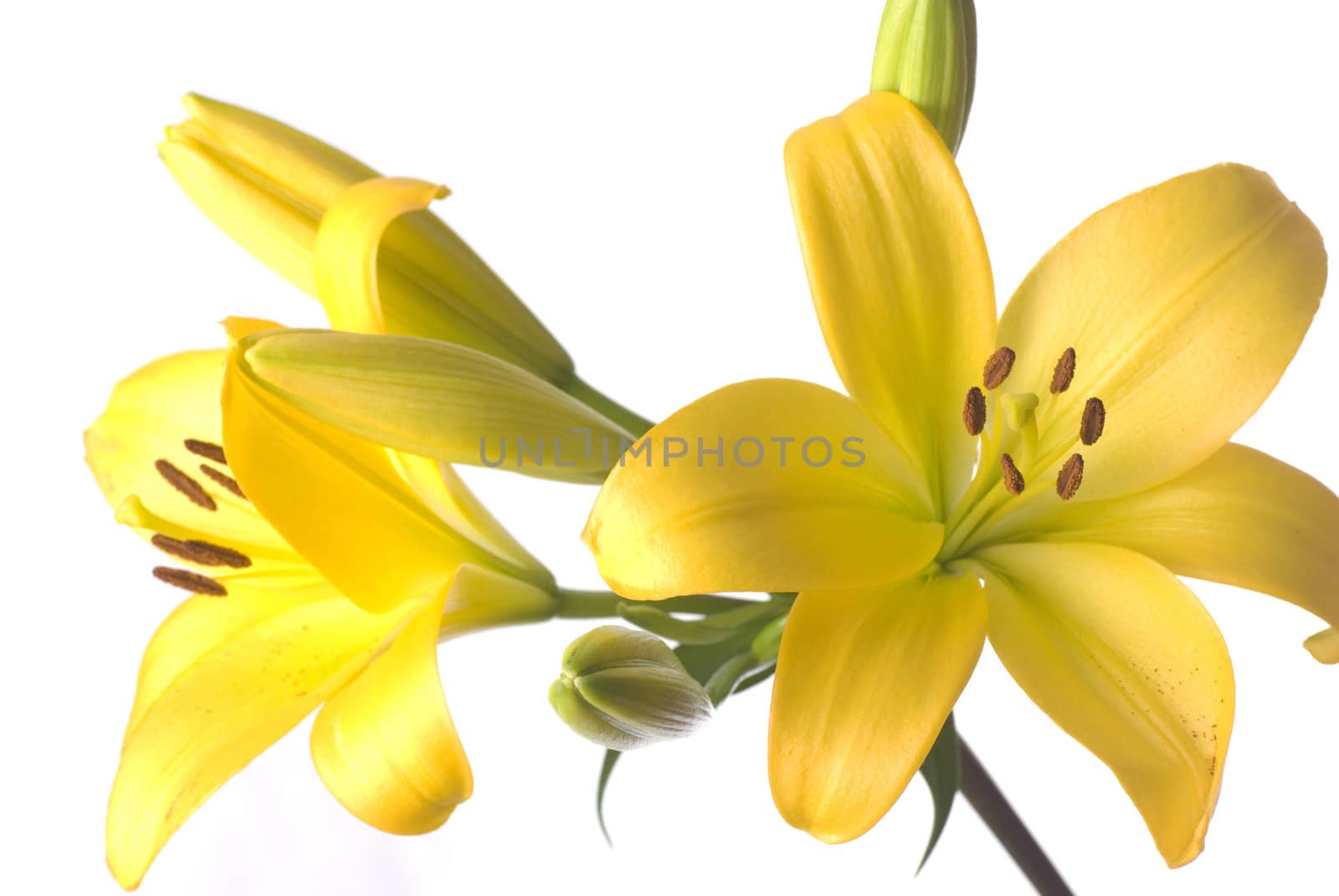 Close up of a yellow lily isolated on white.