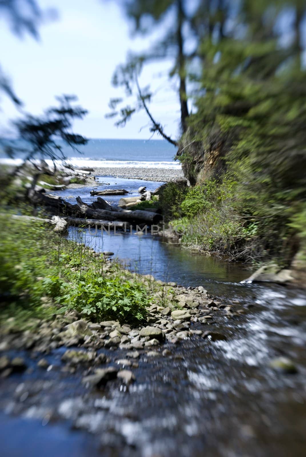 path to the beach through the forest