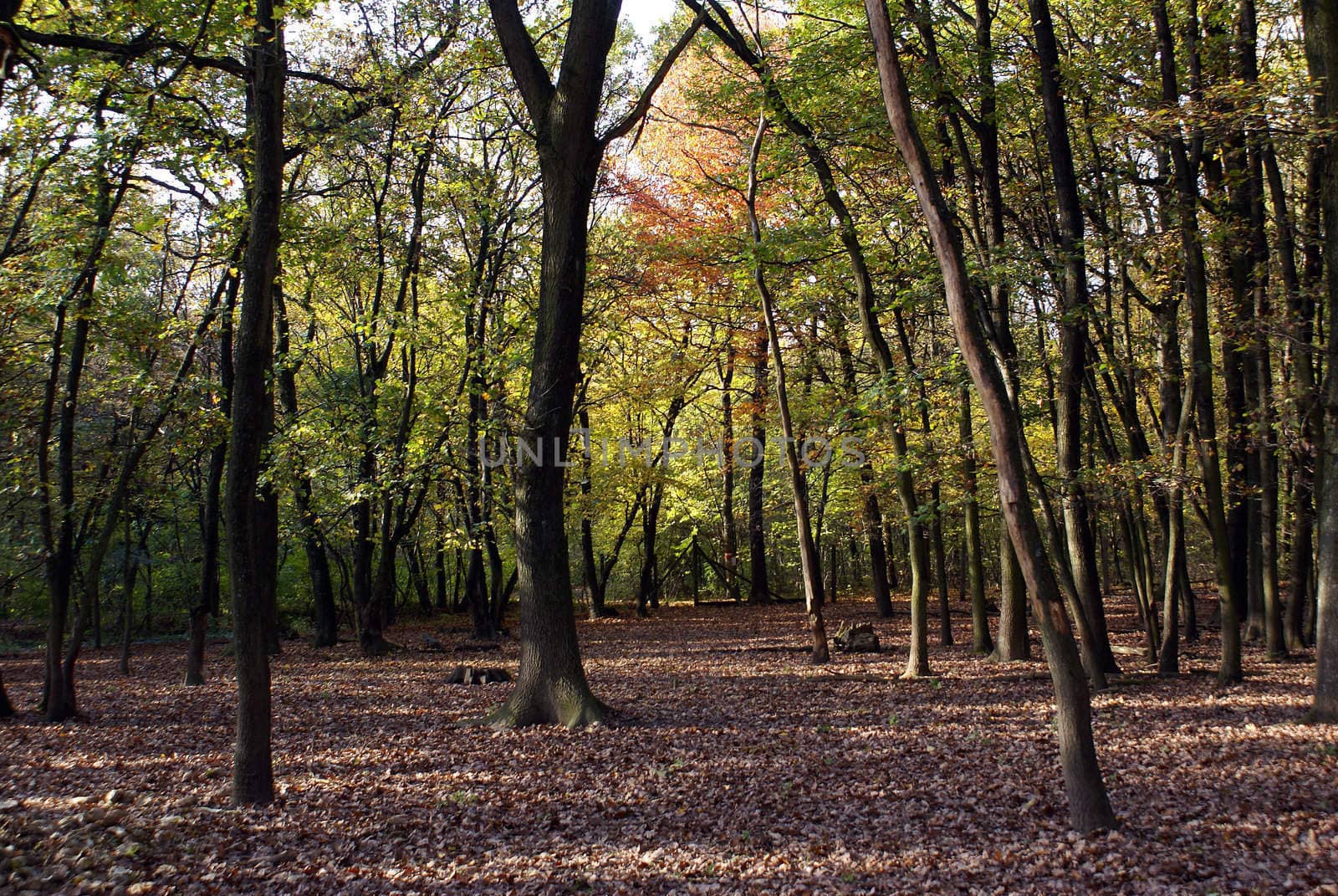 A peaceful forest on a beautiful day in autumn.