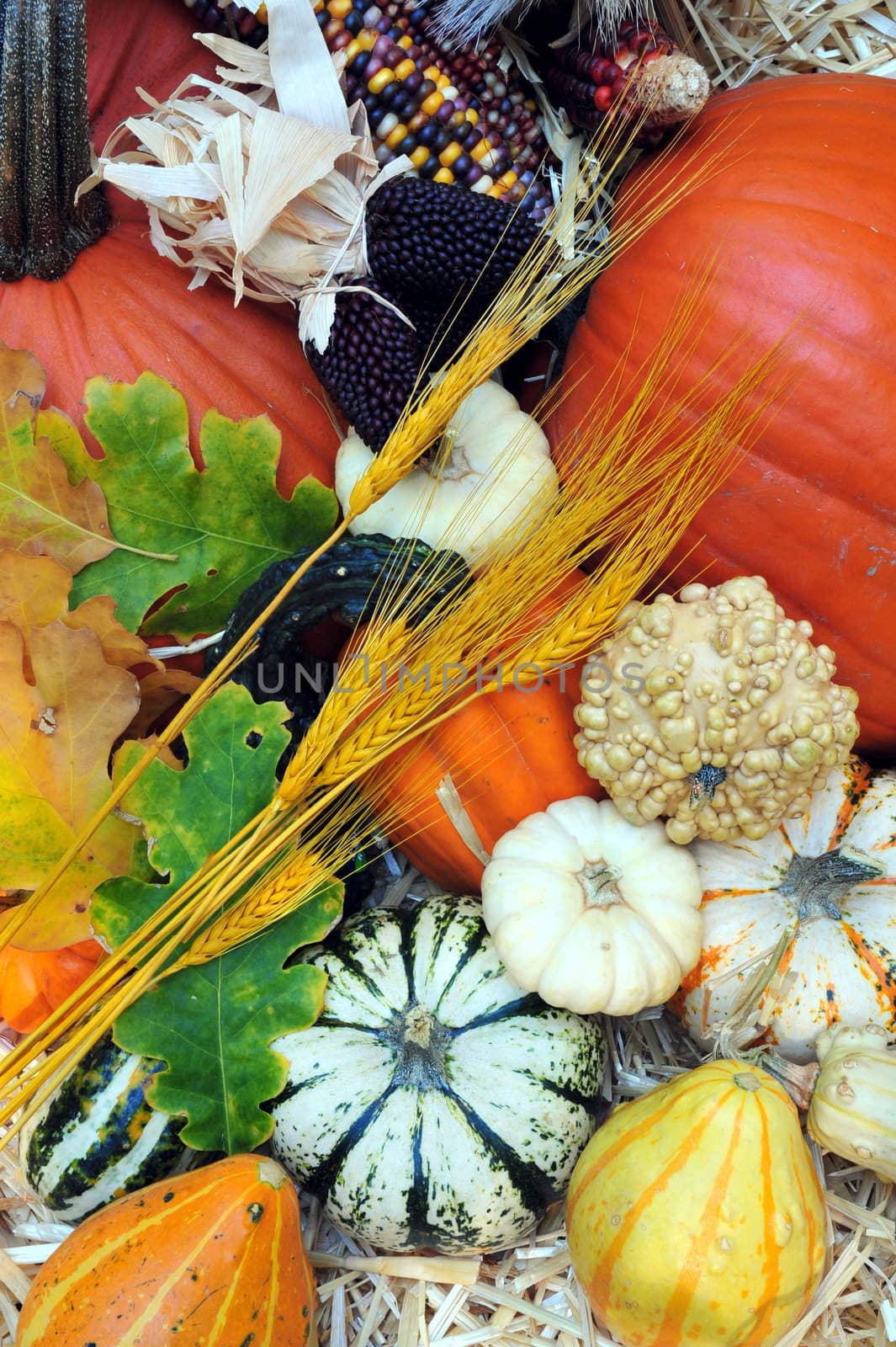 Autumn Harvest by bendicks
