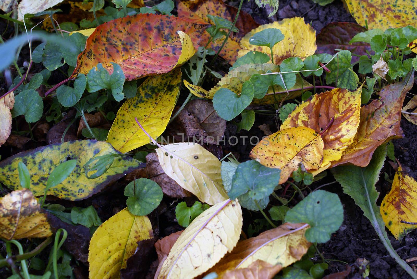 Colorful leaves on the ground in autumn.