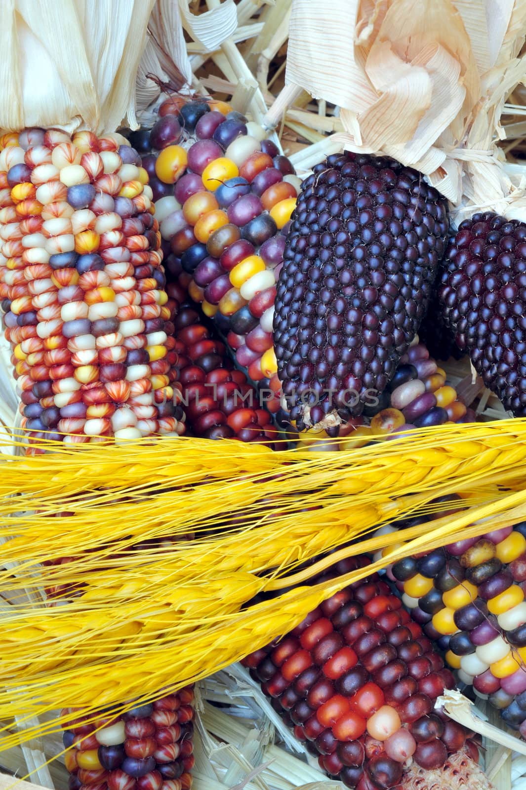 Indian Corn and Wheat with straw in the background