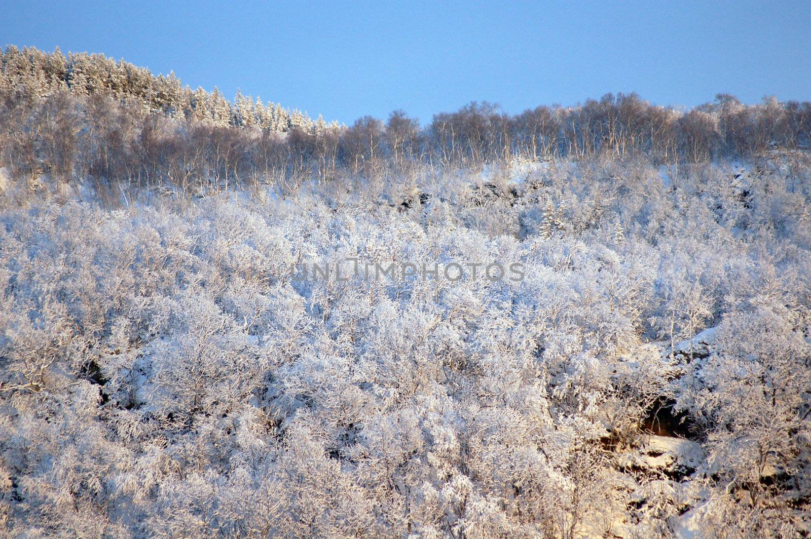 snowy landscape by mojly