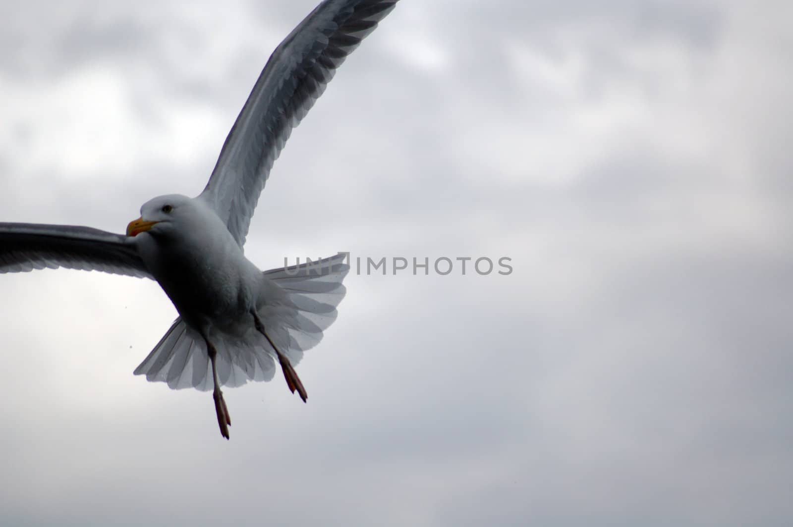 flying seagull by mojly
