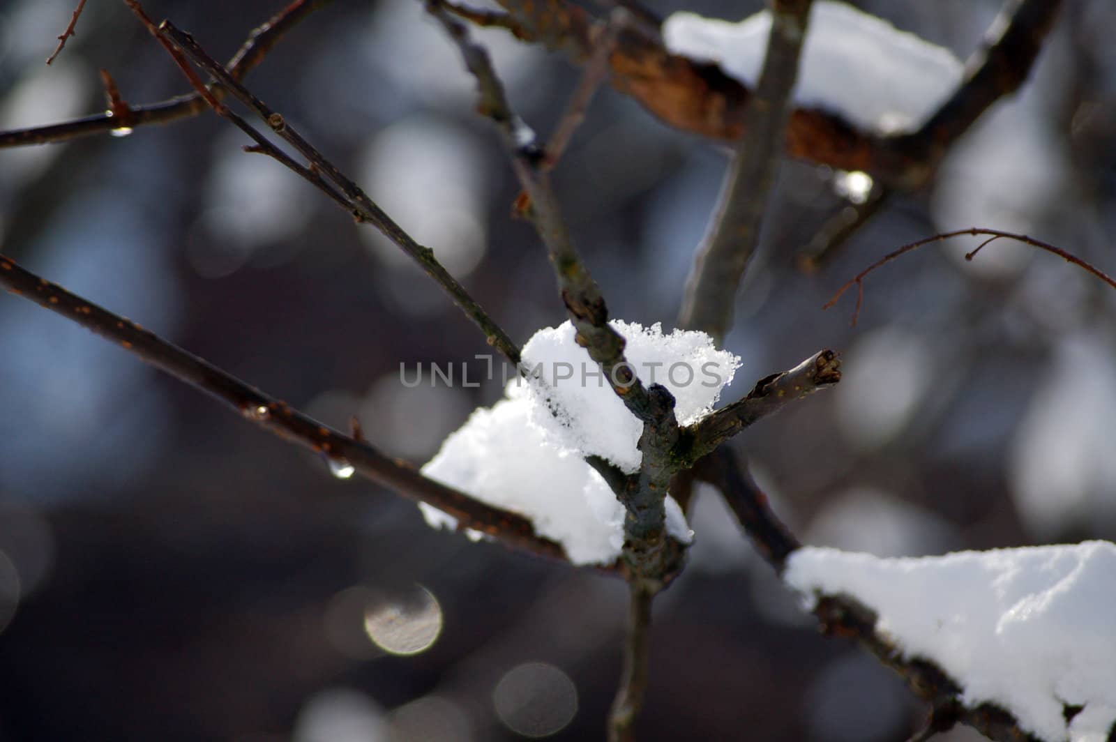 branch with melting snow by mojly
