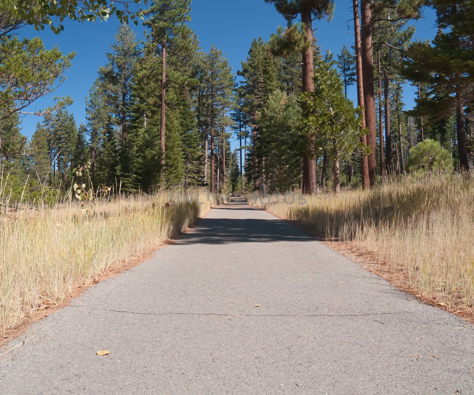 Paved path in the woods, with evergreens on either side.