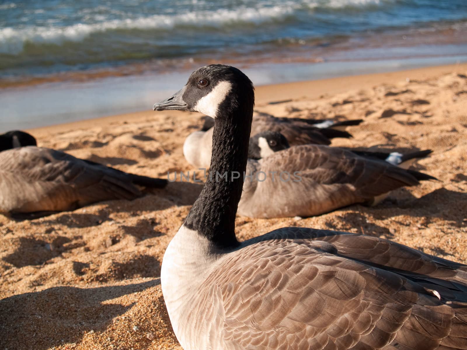 Close view of a goose, looking intently and nervously at me.