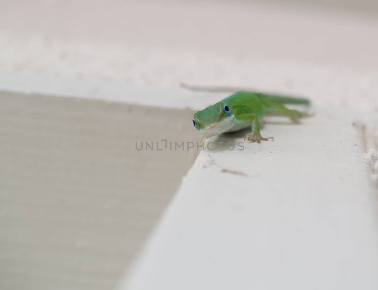 Chameleon looking at me with curiosity, hanging out on the wall.