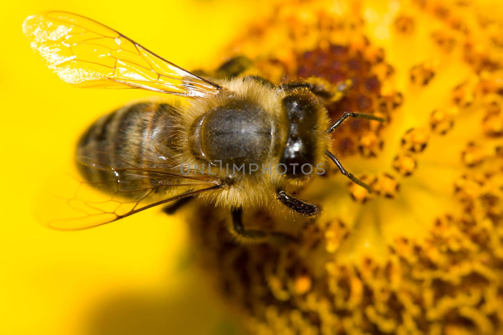 close-up bee on yellow flower collects nectar