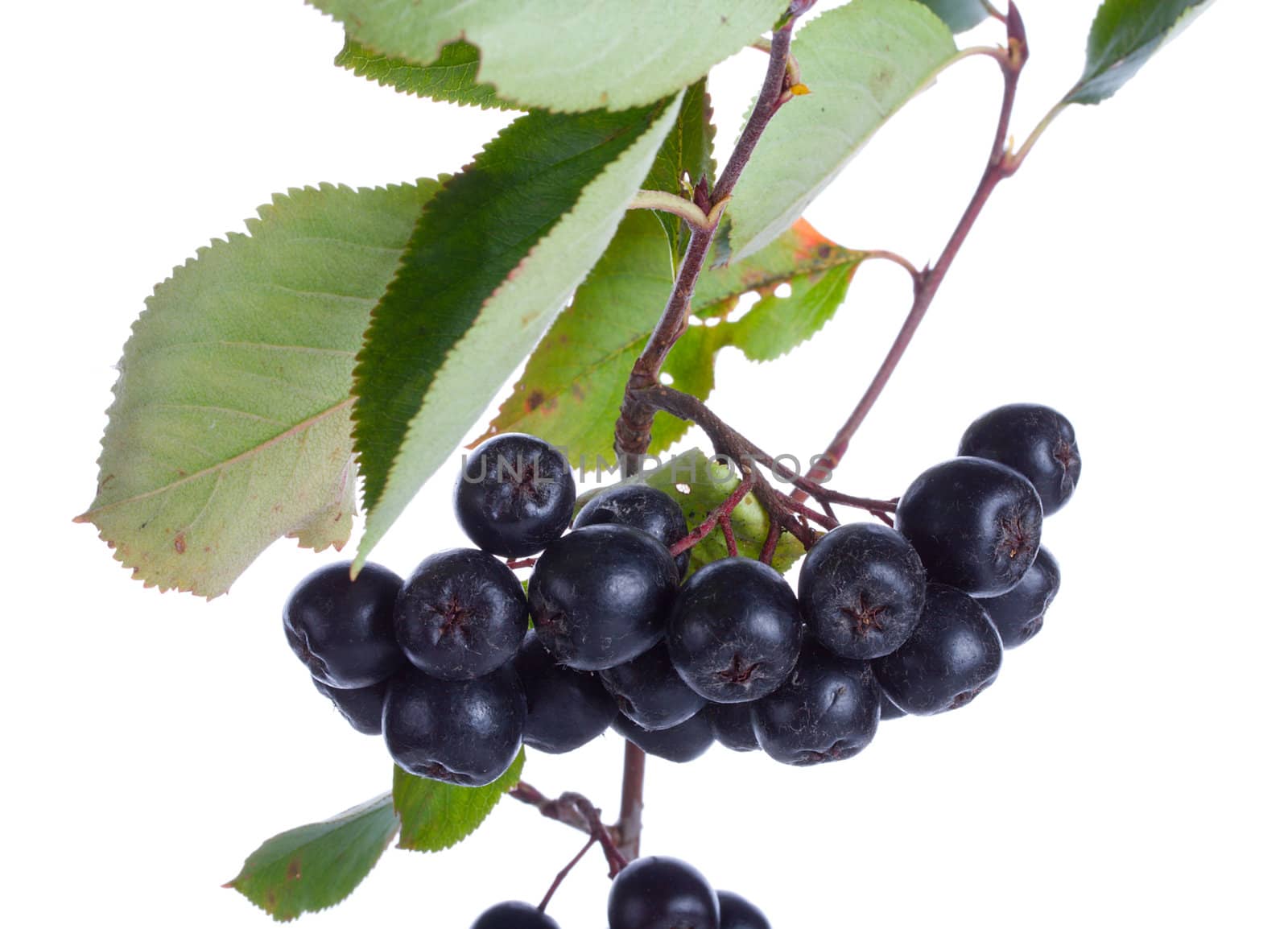 close-up black ashberries with leafs, isolated on white