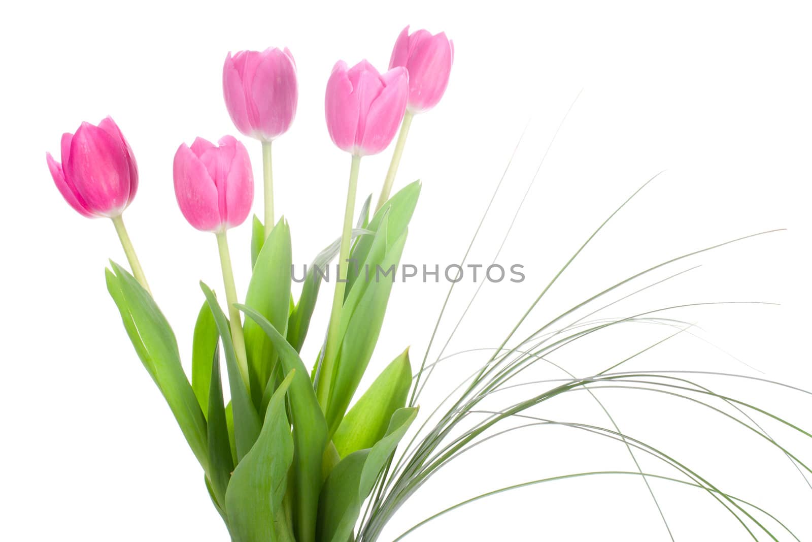 bouquet of pink tulips, isolated on white