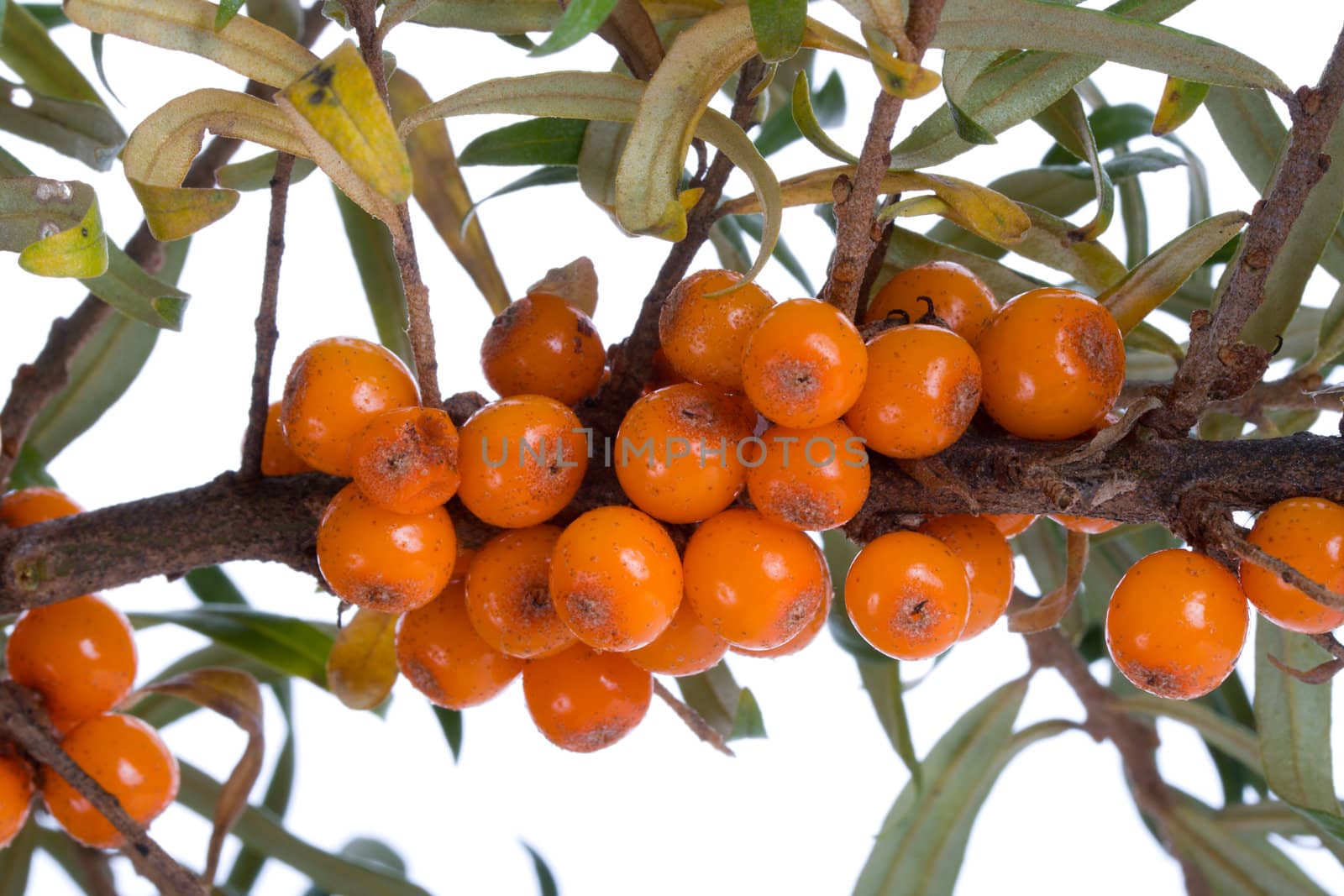 close-up branch of sea-buckthorn, isolated on white