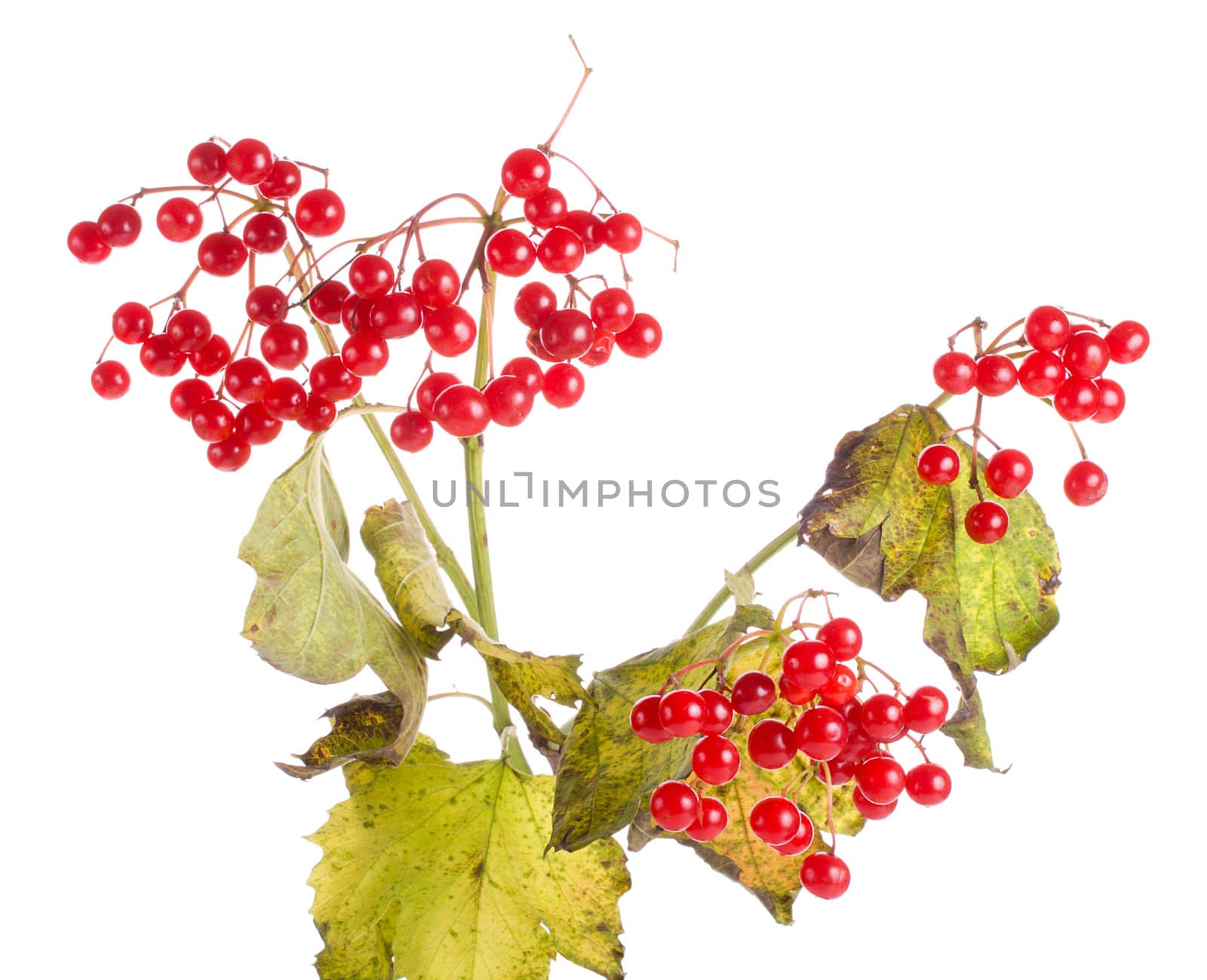 close-up branch of snowball tree with berries, isolated on white