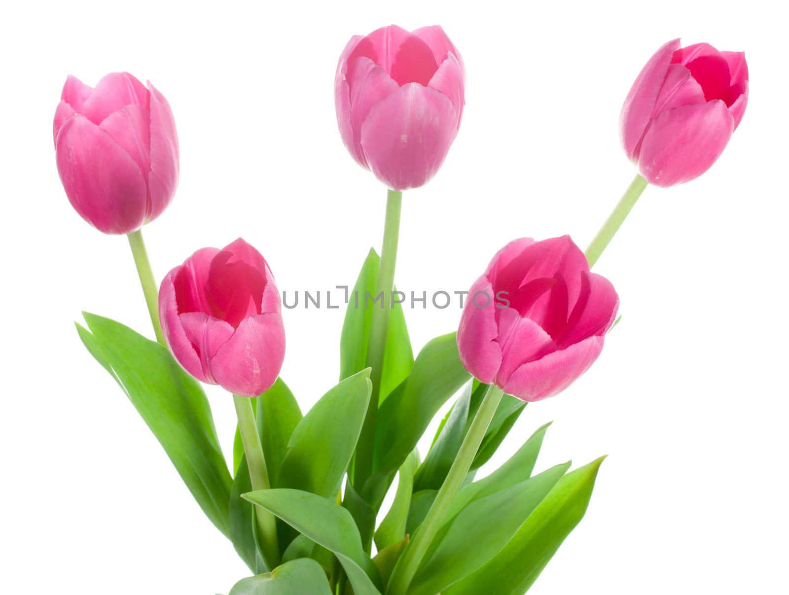 close-up five pink tulips, isolated on white