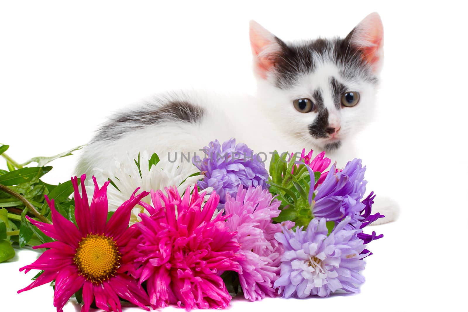lying kitten with flowers, isolated on white
