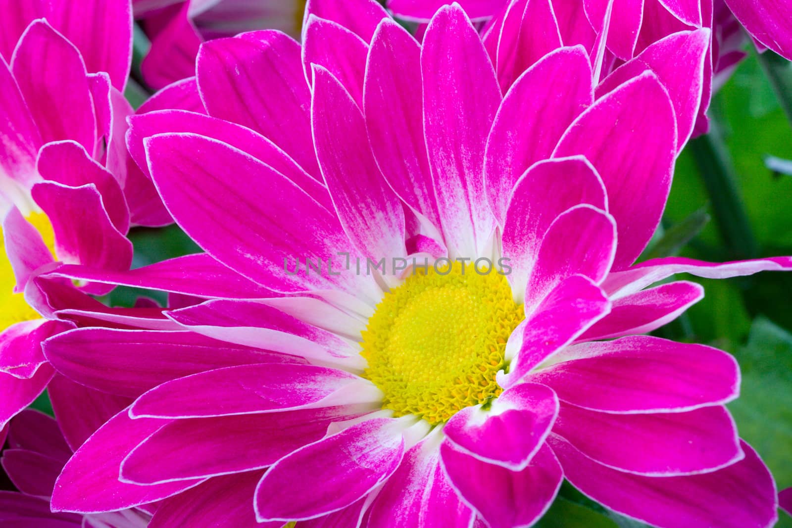 close-up purple chrysanthemum