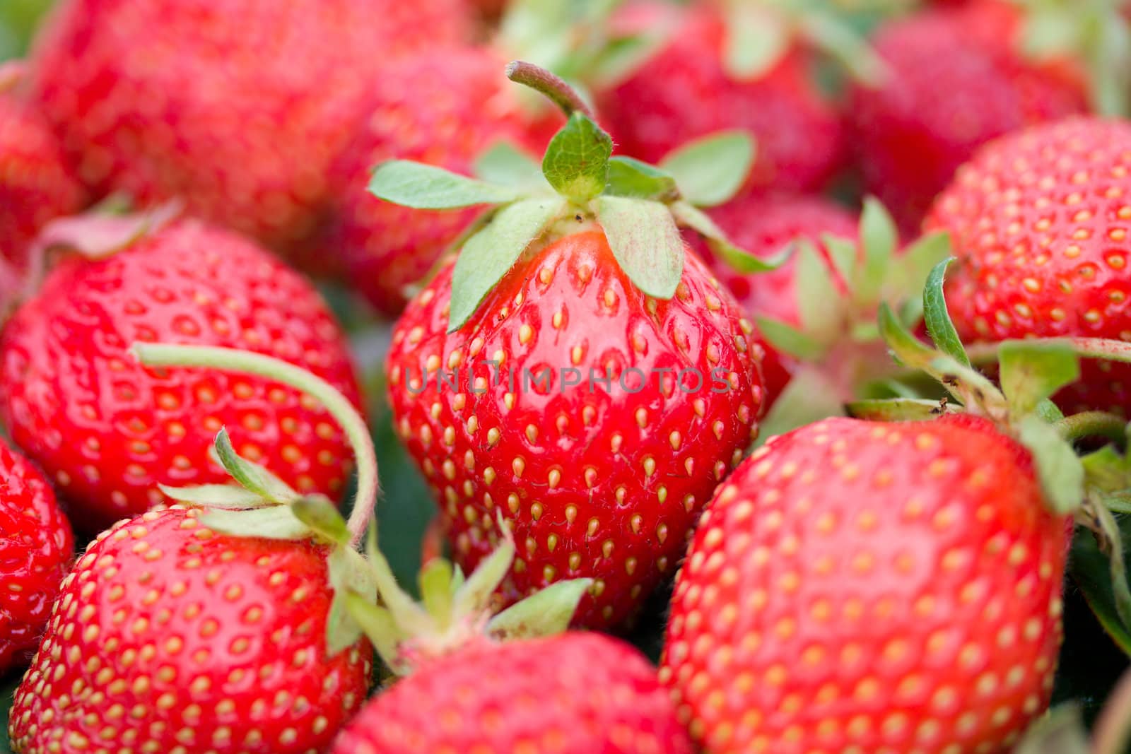 close-up of red ripe strawberries with shalow depth of view