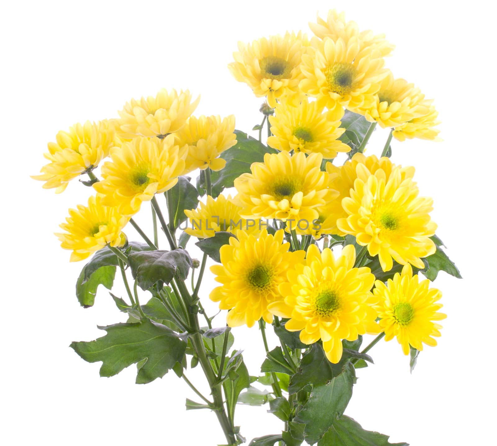 yellow chrysanthemum bouquet, isolated on white